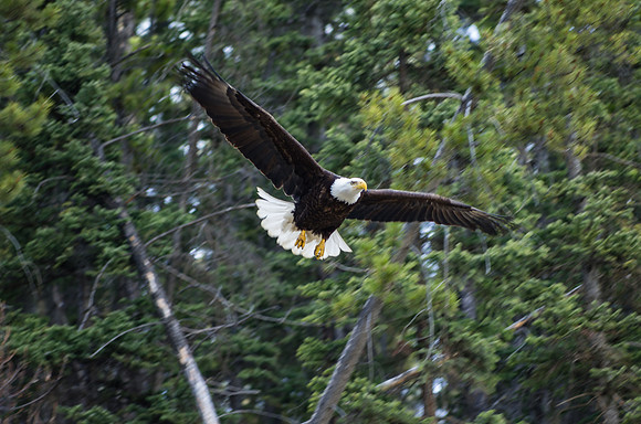Bald Eagle_Whitehorse 1
