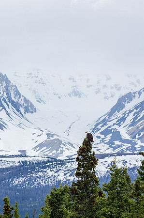 Bald Eagle_Kluane NP 1