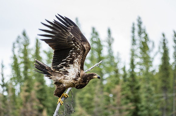Bald Eagle Juvenille_Whitehorse 1