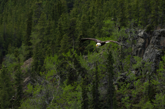 Bald Eagle_Whitehorse 2