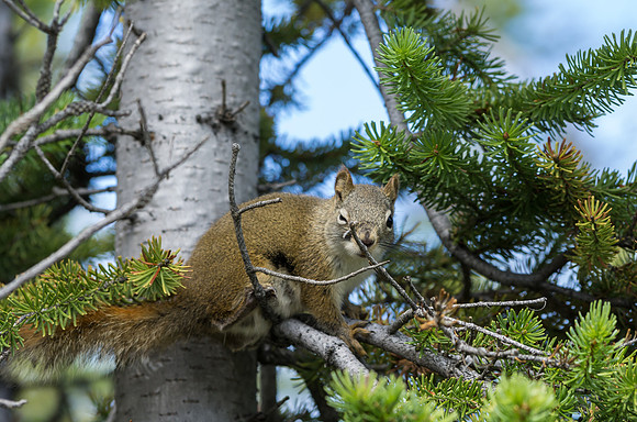 Red Squirrel_Whitehorse 7