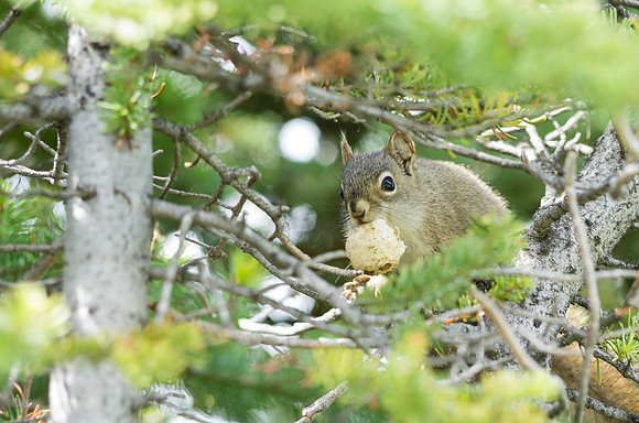 Red Squirrel_Whitehorse 3