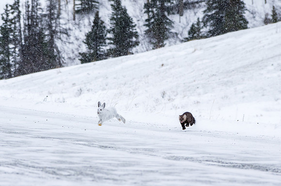 Marten Snowshoe Hare_Kluane National Park