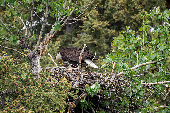 Bald Eagle_Whitehorse 3