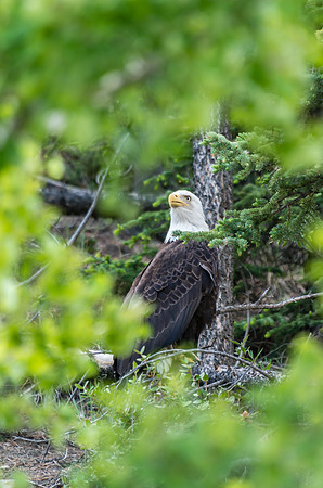 Bald Eagle_Whitehorse 4