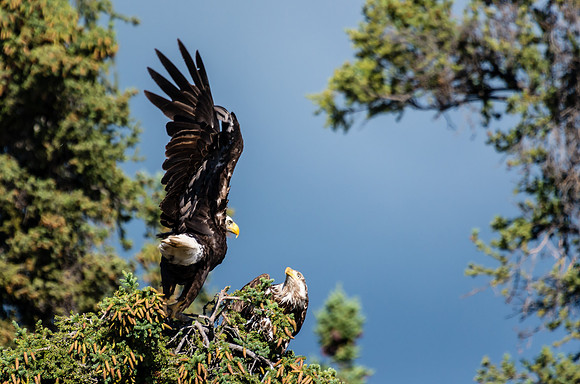 Bald Eagle_Whitehorse 5