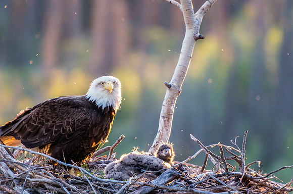 Bald Eagle_Whitehorse 7