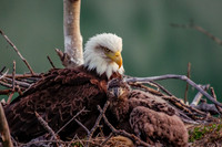 Bald Eagle_Whitehorse 8