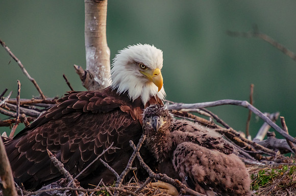 Bald Eagle_Whitehorse 8