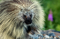 Porcupine_Kluane National Park 7