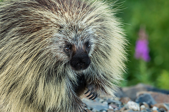 Porcupine_Kluane National Park 7