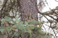 Wildlife