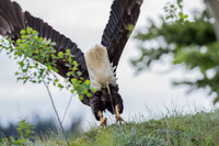 Bald Eagle_Whitehorse 9