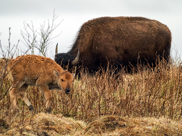 American Bison_Kodiak Island 1