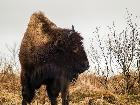 American Bison_Kodiak Island 2