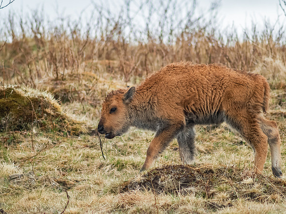 American Bison_Kodiak Island 3