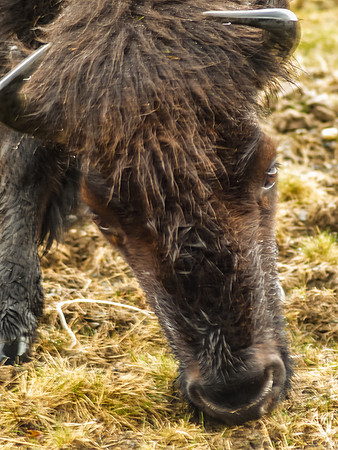 American Bison_Kodiak Island 5