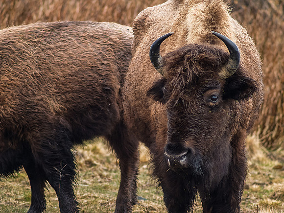 American Bison_Kodiak Island 6