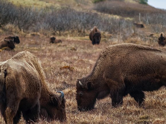 American Bison_Kodiak Island 7