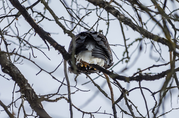 Bald Eagle_Alaska Chilkat Bald Eagle Preserve_Haines 1