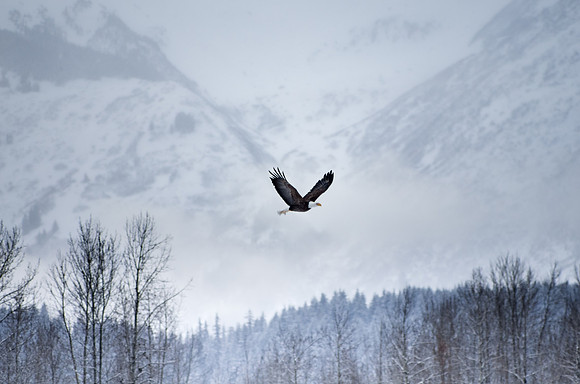 Bald Eagle_Alaska Chilkat Bald Eagle Preserve_Haines 3