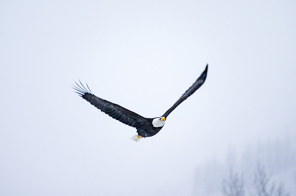 Bald Eagle_Alaska Chilkat Bald Eagle Preserve_Haines 5