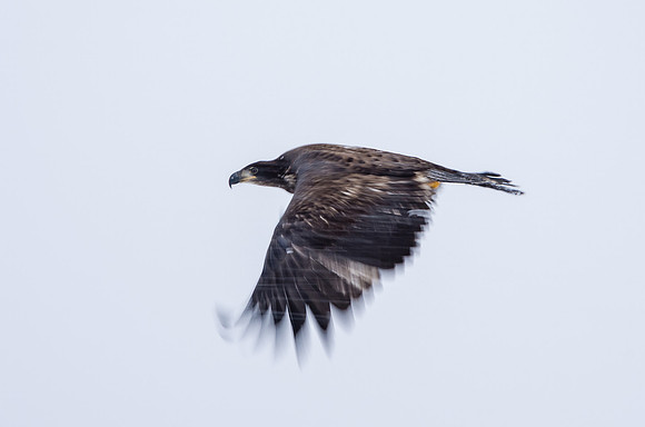 Bald Eagle_Alaska Chilkat Bald Eagle Preserve_Haines 10