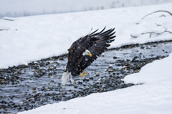 Bald Eagle_Alaska Chilkat Bald Eagle Preserve_Haines 8