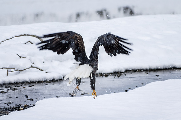 Bald Eagle_Haines 9