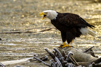 Wildlife