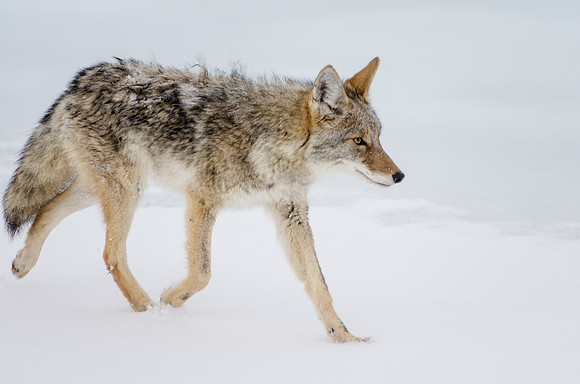 Coyote_Tatshenshini Alsek Provincial Park 1