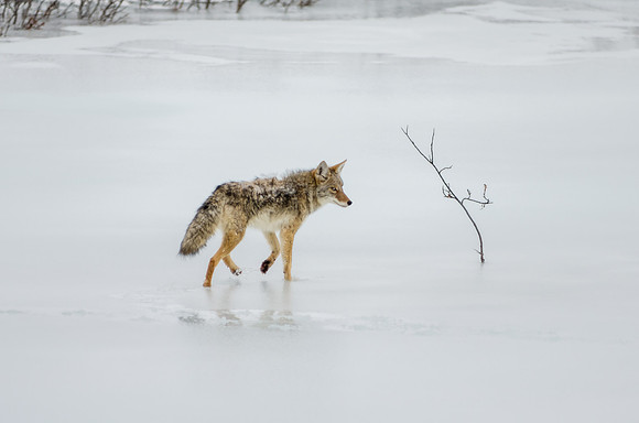 Coyote_Tatshenshini Alsek Provincial Park 2
