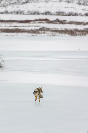 Coyote_Tatshenshini Alsek Provincial Park 3