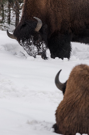 American Bison_Liard 1