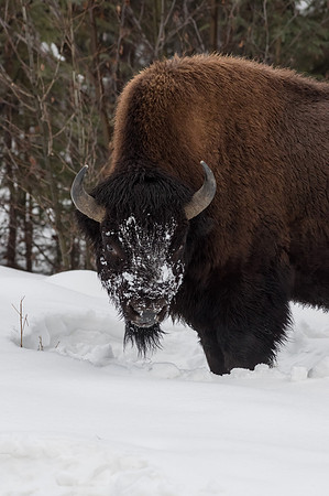 American Bison_Liard 2