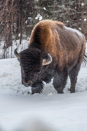 American Bison_Liard 4