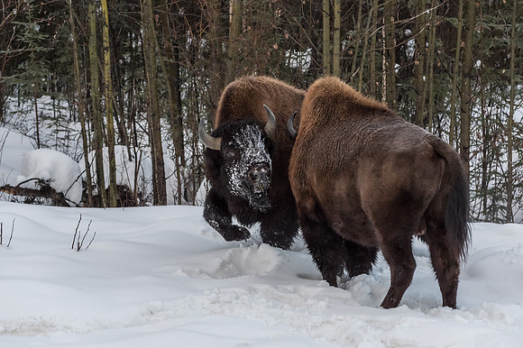 American Bison_Liard 6