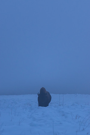 American Bison_Liard 7