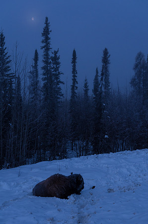 American Bison_Liard 9