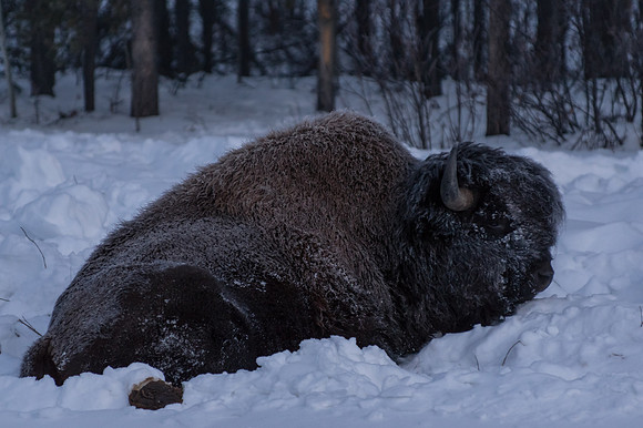American Bison_Liard 10