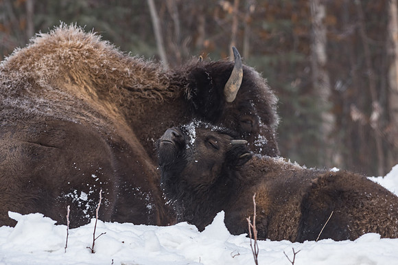 American Bison_Liard 12