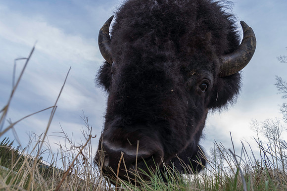 American Bison_Liard 13
