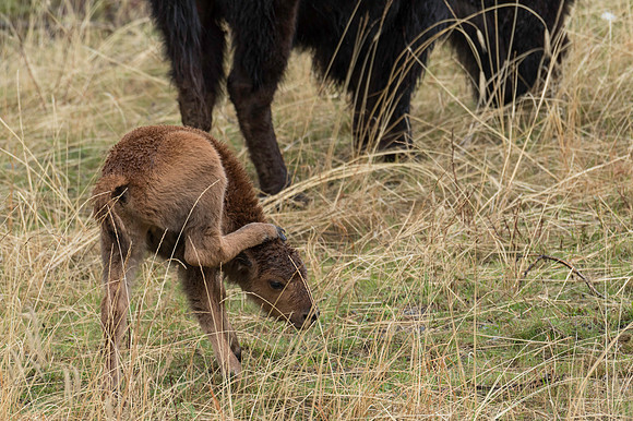 American Bison_Liard 14