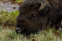 American Bison_Liard 15