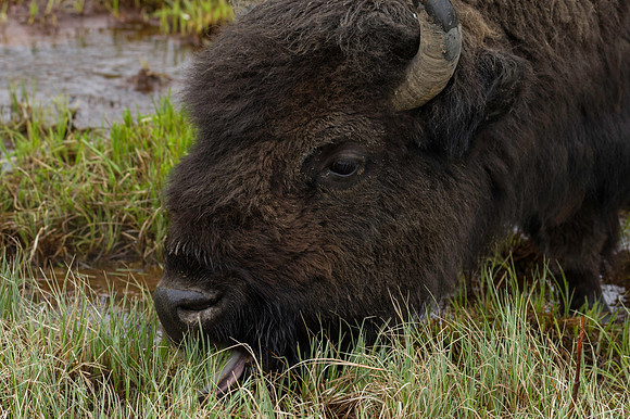 American Bison_Liard 15