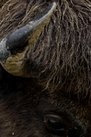 American Bison_Liard 16