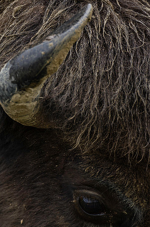 American Bison_Liard 16