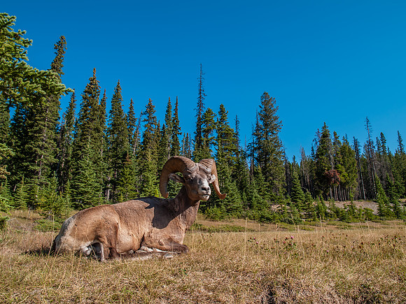 Big Horn Sheep_Banff NP 3