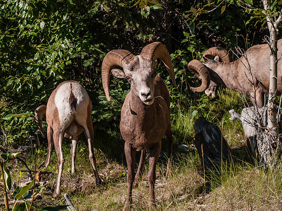 Big Horn Sheep_Banff NP 4