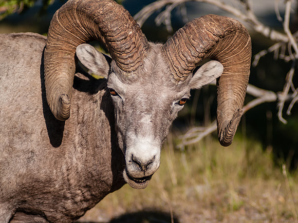 Big Horn Sheep_Banff NP 1